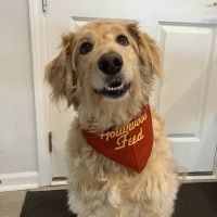 Hollywood Feed ico