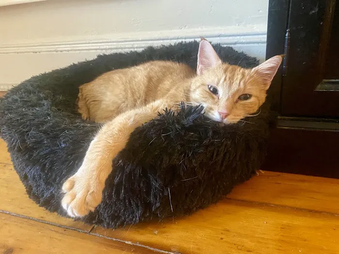 Clinton Hill Animal Clinic Picture 7