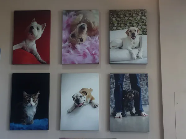 Clinton Hill Animal Clinic Picture 9