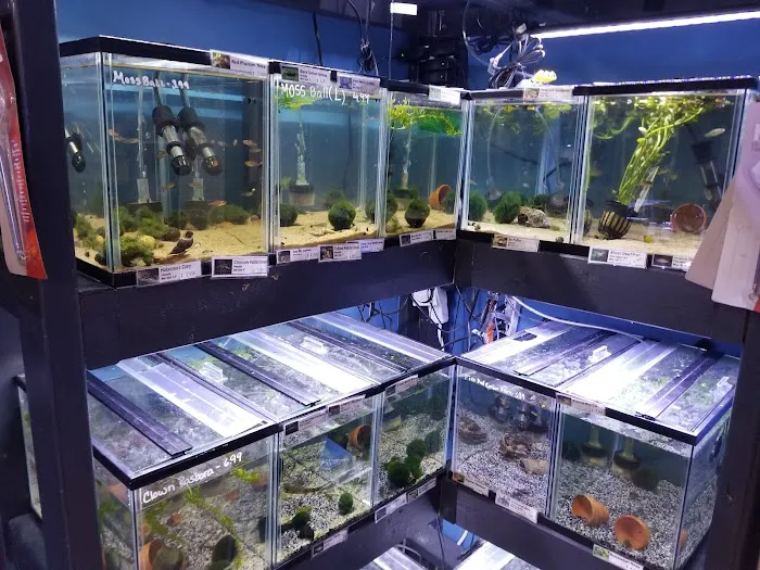 C-MACS Aquarium - CLT Picture 4
