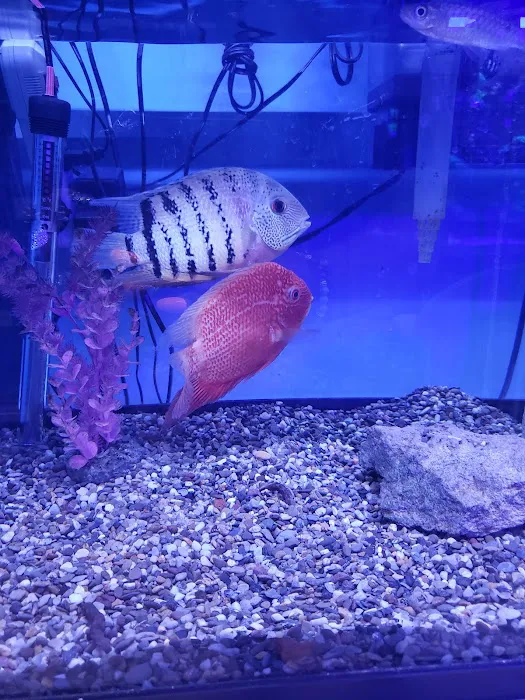 C-MACS Aquarium - CLT Picture 6