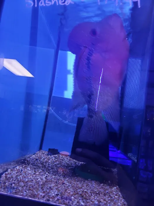 C-MACS Aquarium - CLT Picture 7