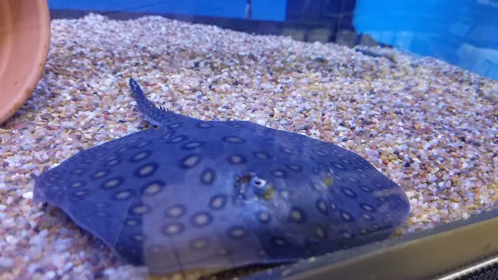 C-MACS Aquarium - CLT Picture 8
