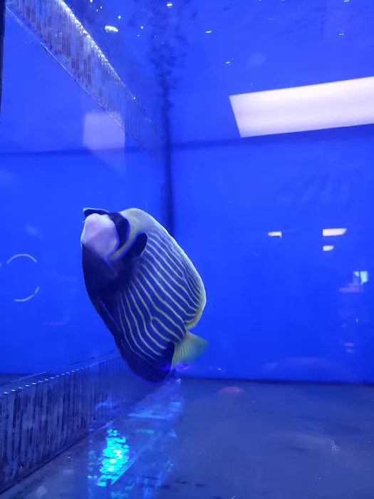 C-MACS Aquarium - CLT Picture 10
