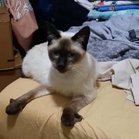 Binghamton Animal Clinic ico