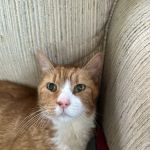 Vestal Veterinary Hospital: Mckinney Christopher DVM