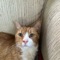 Vestal Veterinary Hospital: Mckinney Christopher DVM ico
