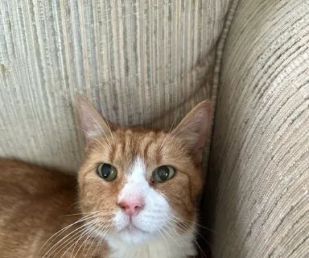 Vestal Veterinary Hospital: Mckinney Christopher DVM