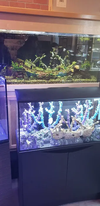 The Fish Room of Charlotte Picture 7