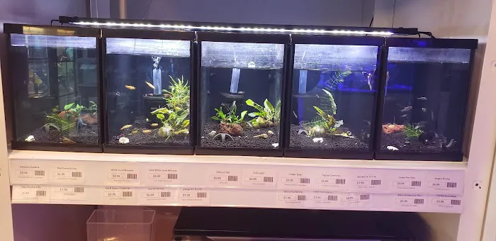 The Fish Room of Charlotte Picture 2