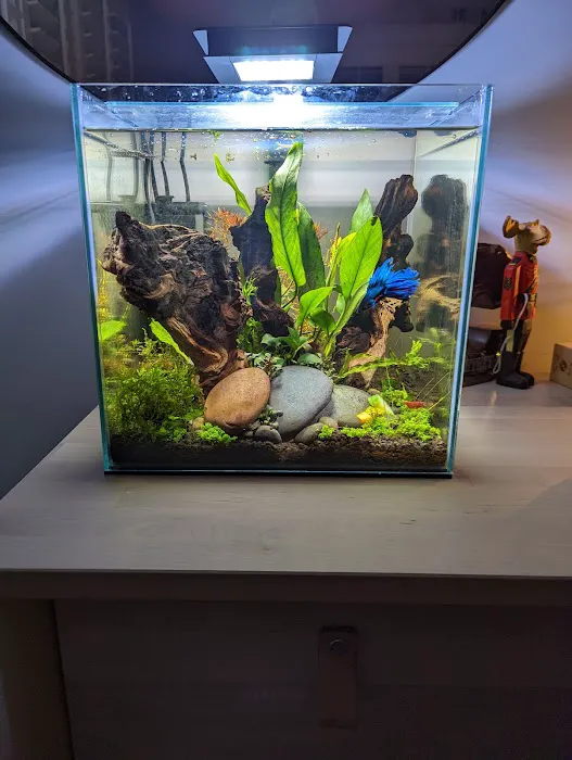 The Fish Room of Charlotte Picture 6