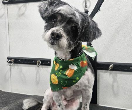 Nanuet Animal Hospital