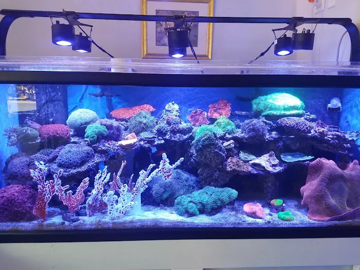 Nemo's Reef Picture 7