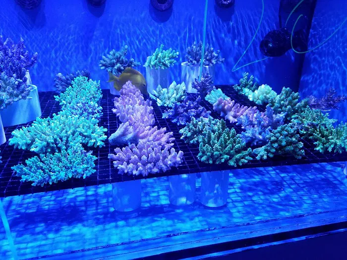 Nemo's Reef Picture 5