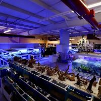 Nemo's Reef ico