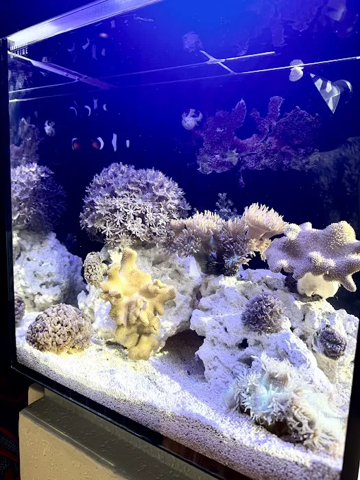 Nemo's Reef Picture 9