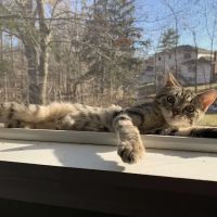 VEG ER for Pets ico