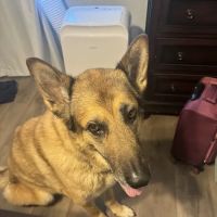 Banfield Pet Hospital ico