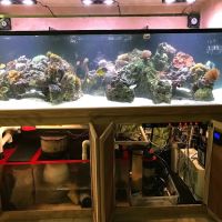 Under The Sea Aquarium Marketplace ico