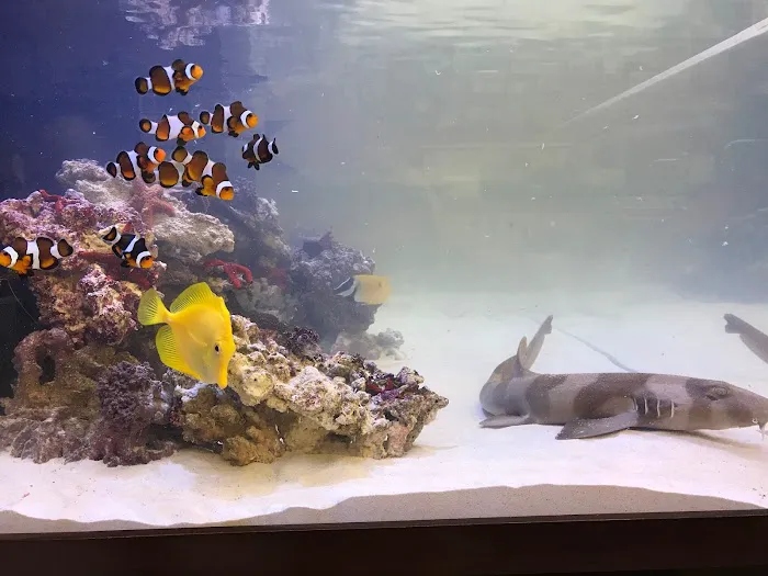 Under The Sea Aquarium Marketplace Picture 9