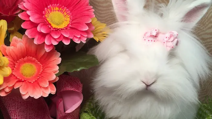 Misty Blue's Bunnies Picture 10