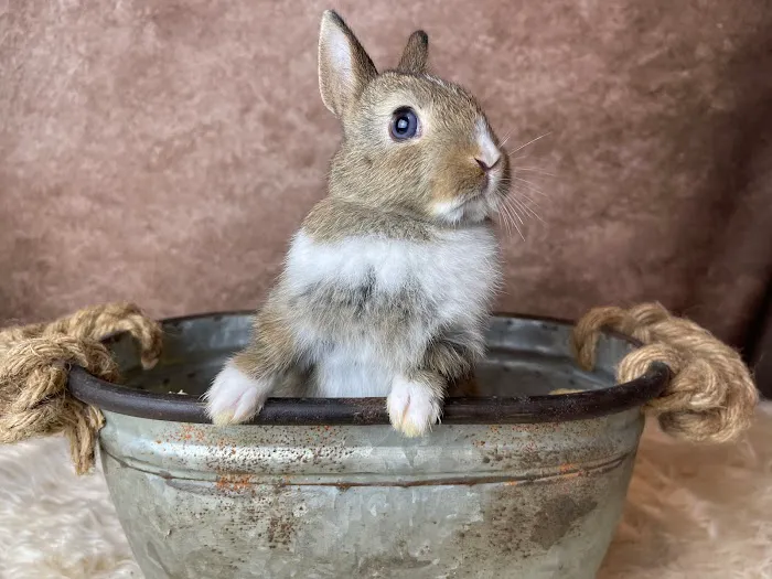 Misty Blue's Bunnies Picture 8