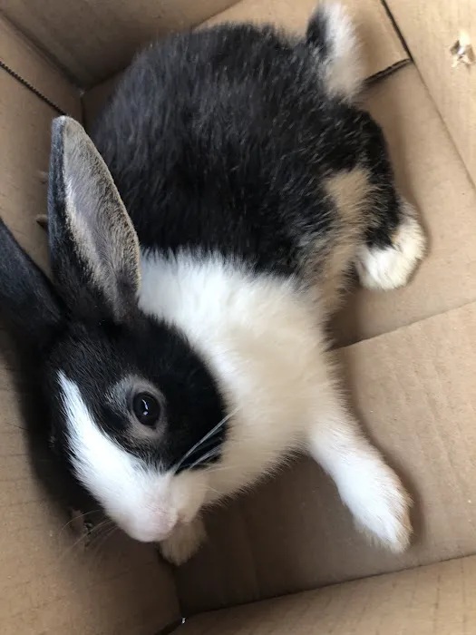 Misty Blue's Bunnies Picture 1