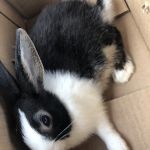 Misty Blue's Bunnies