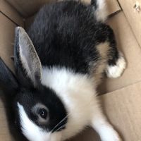 Misty Blue's Bunnies ico