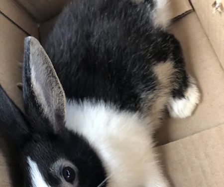 Misty Blue's Bunnies