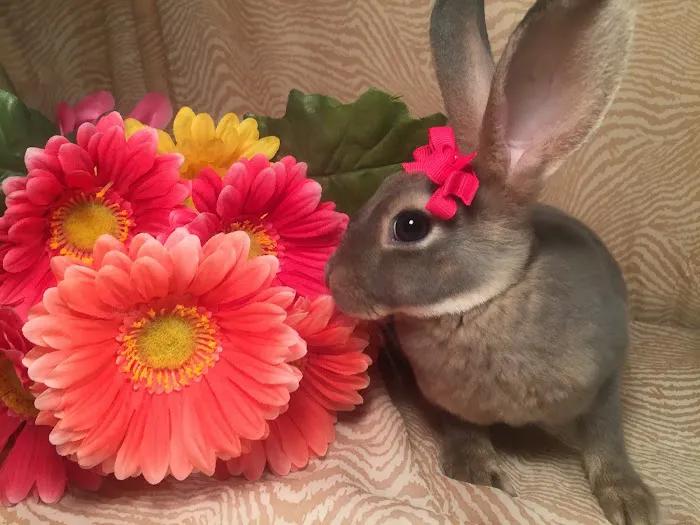 Misty Blue's Bunnies Picture 7