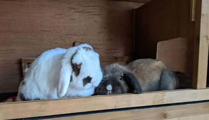 Misty Blue's Bunnies Picture 5