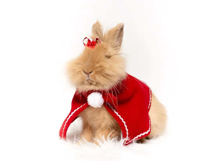 Misty Blue's Bunnies Picture 2