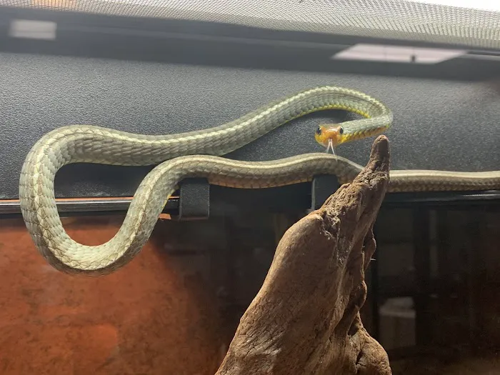 Missing Link Aquatics & Exotics Picture 4