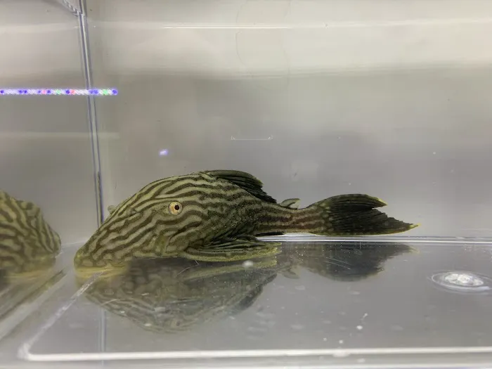 Missing Link Aquatics & Exotics Picture 2