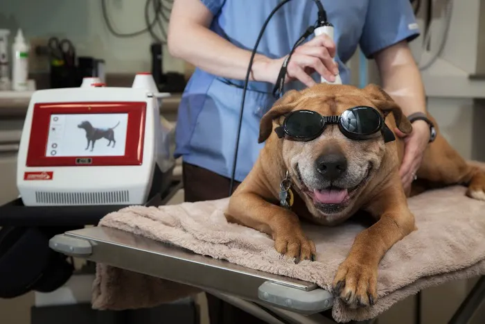 Park Ridge Animal Hospital Picture 8
