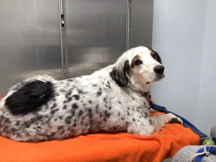 Park Ridge Animal Hospital Picture 5