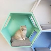 Park Ridge Animal Hospital ico