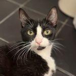 Woodcliff Lake Veterinary Hospital