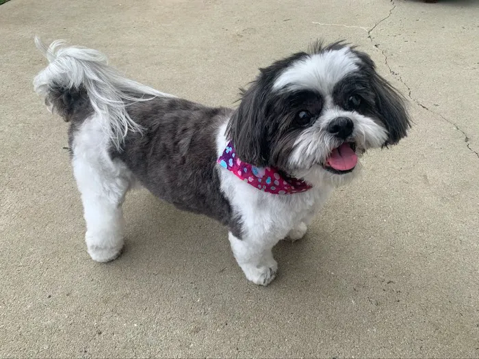 ENV Pet Spa and Grooming Picture 3