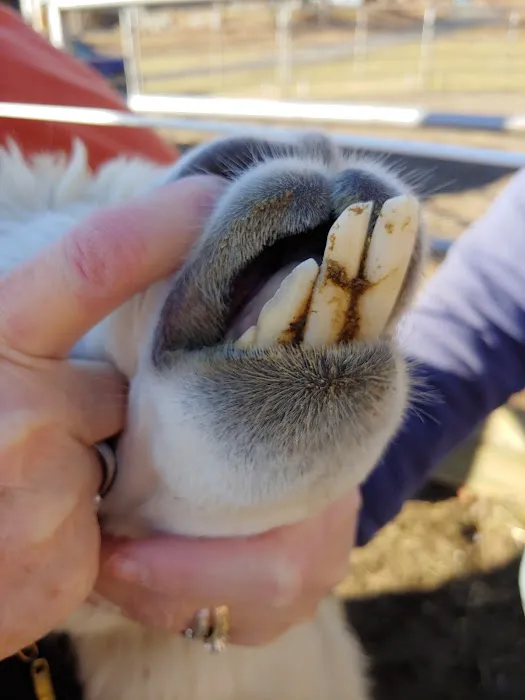 All Animal Veterinary Services Picture 8