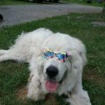 All Animal Veterinary Services