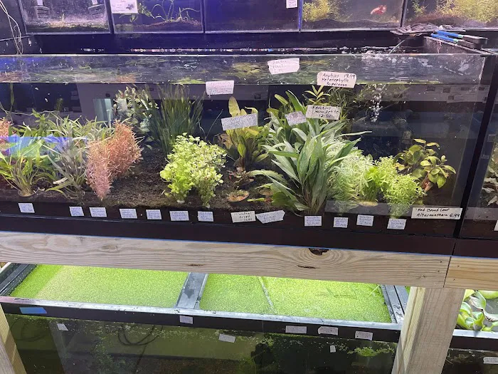 Upscale Aquatics Picture 4