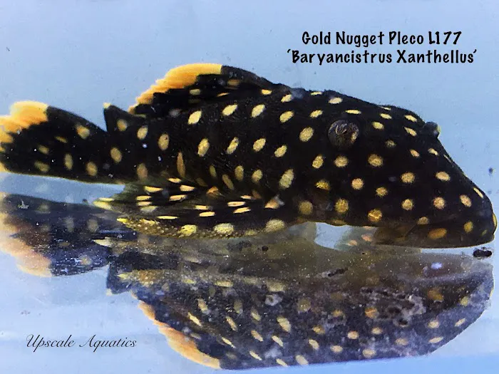 Upscale Aquatics Picture 9