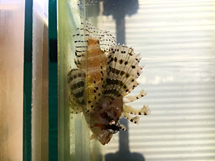Upscale Aquatics Picture 6