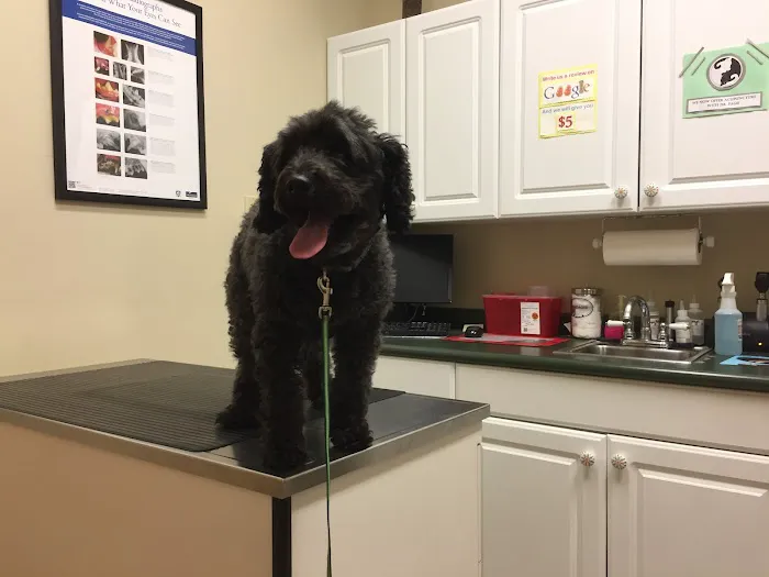 Marbletown Animal Hospital: Cody Jennifer DVM Picture 1
