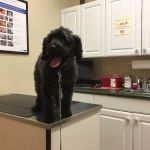 Marbletown Animal Hospital: Cody Jennifer DVM