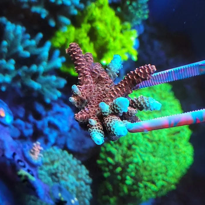 Advanced Aquatic Pets Picture 7