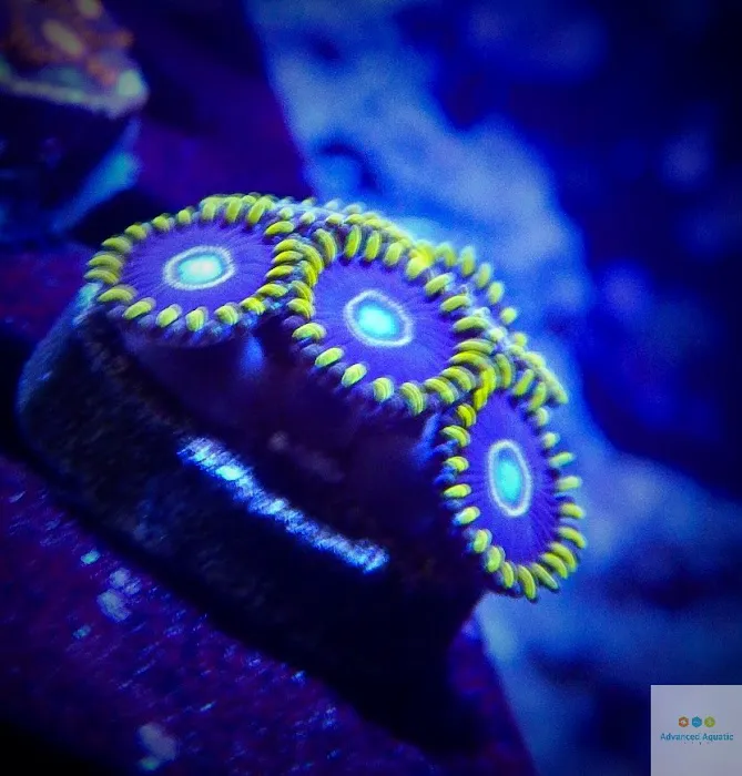 Advanced Aquatic Pets Picture 9
