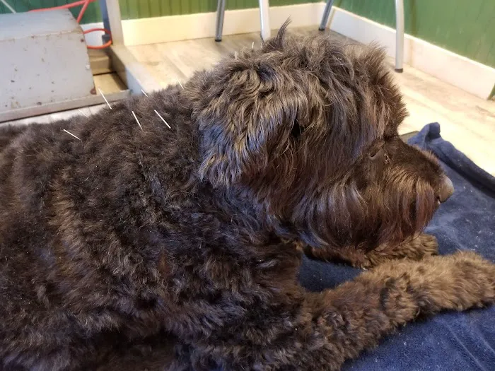 New Paltz Animal Hospital Picture 2